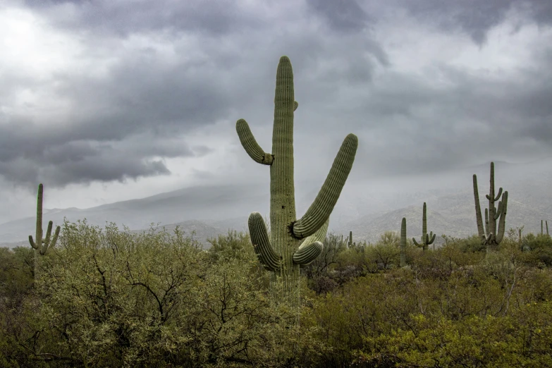 a large cactus sitting on the side of a lush green hillside