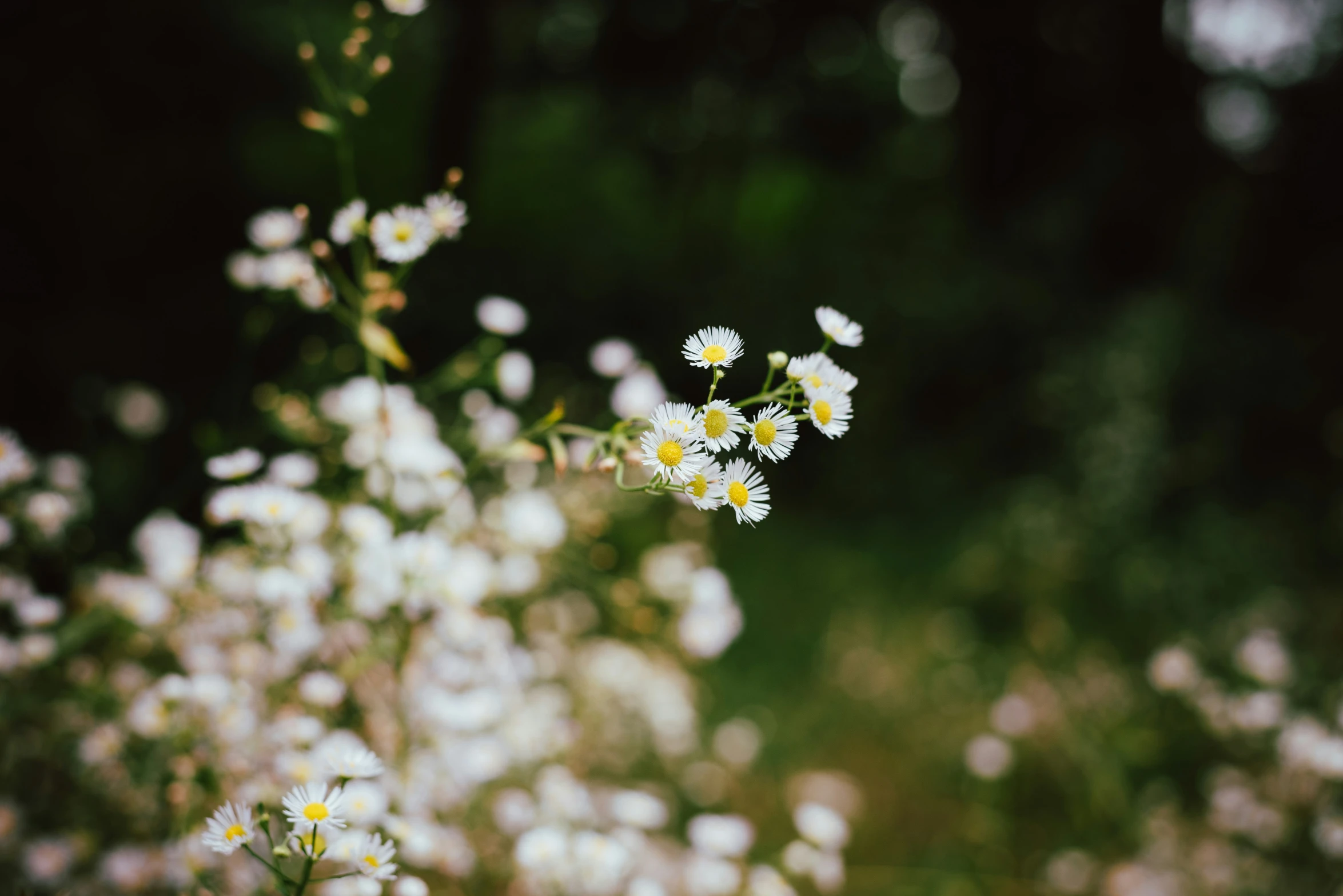 a field of daisies and other wild flowers