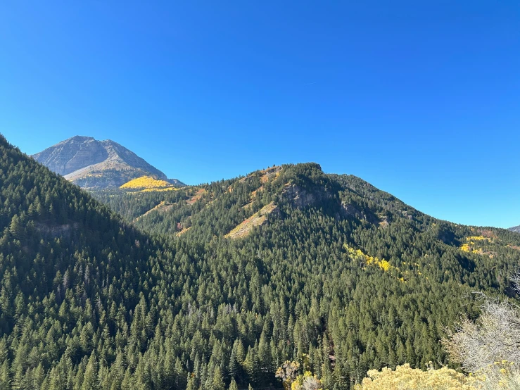 several trees are in the middle of a mountain