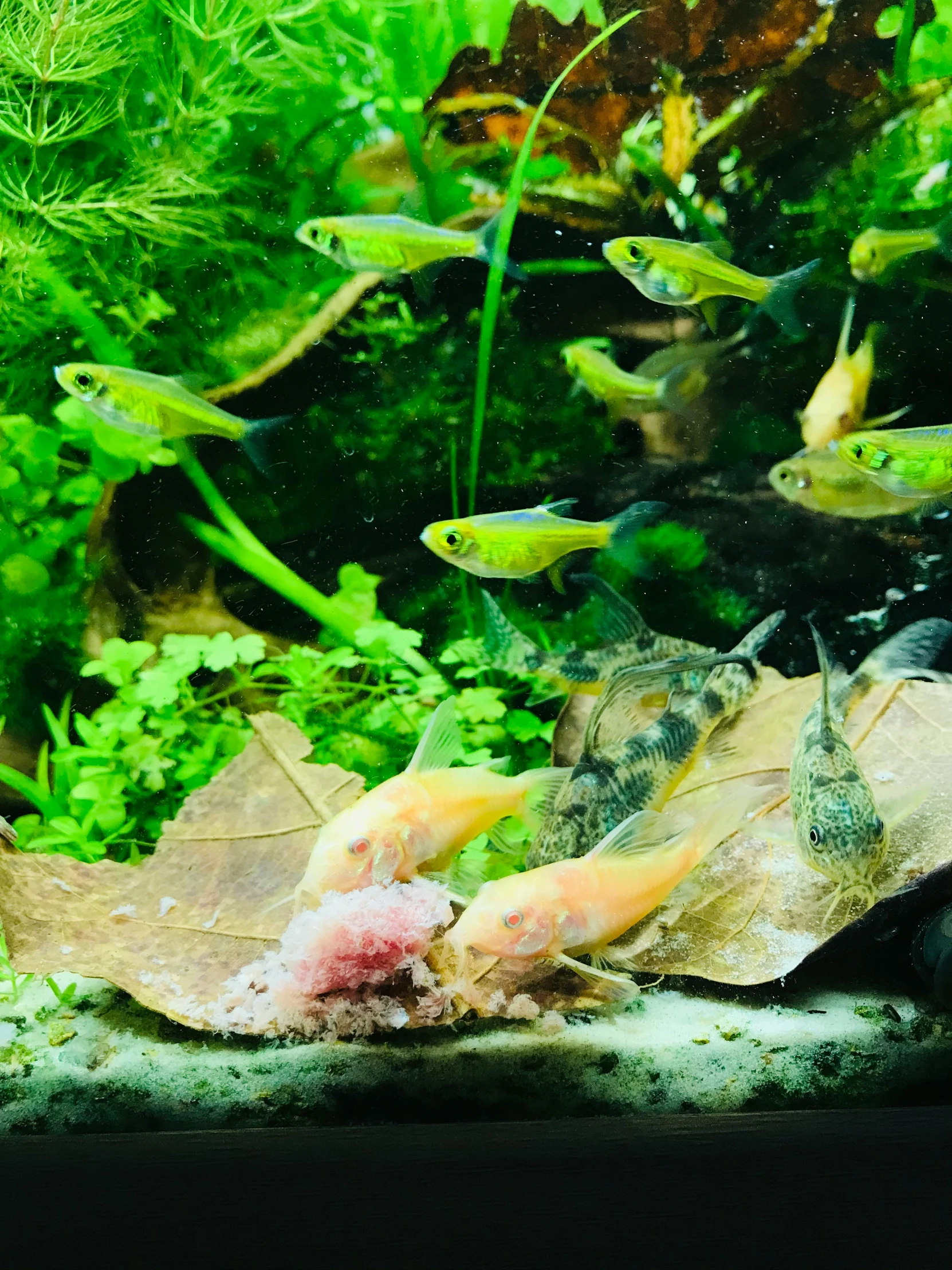 a very pretty fish in a big green aquarium