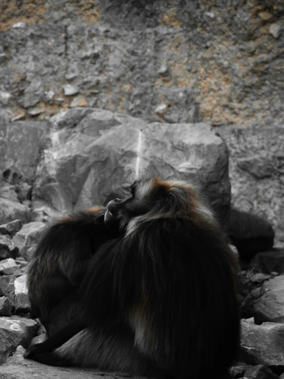 a monkey sitting on a pile of rocks