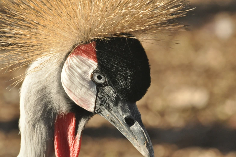 a bird with long, silver hair and brown eyes