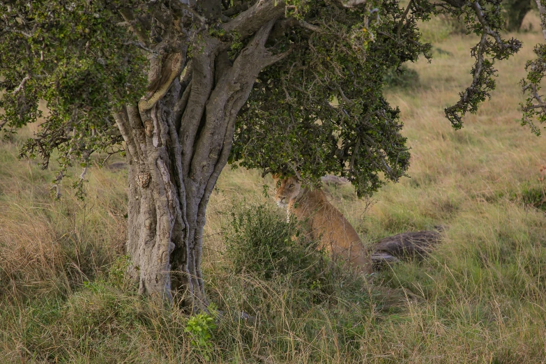 a small lion sitting under a large tree