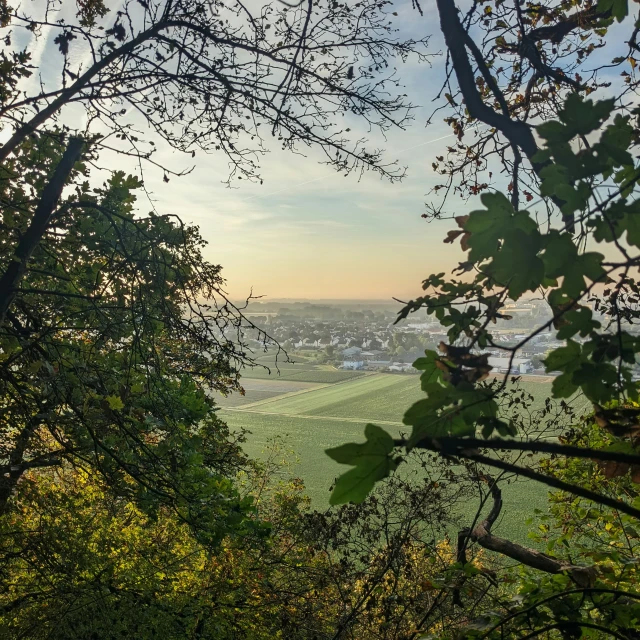 a view from the woods with trees and a small field