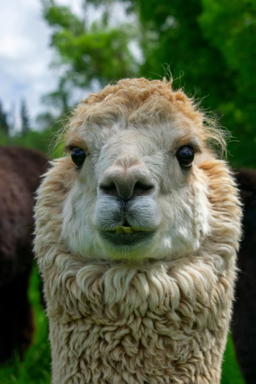 the head and neck of a gy, white llama