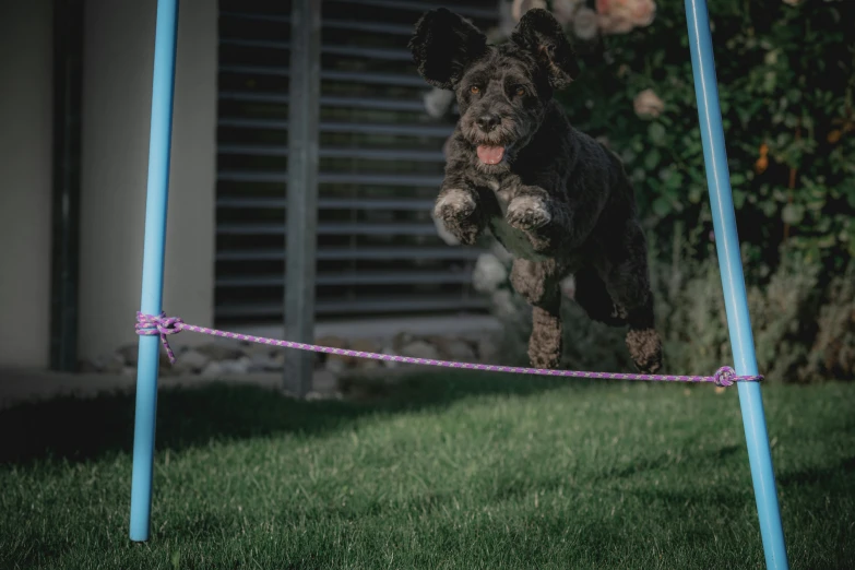 a dog jumping over a rope in front of a building