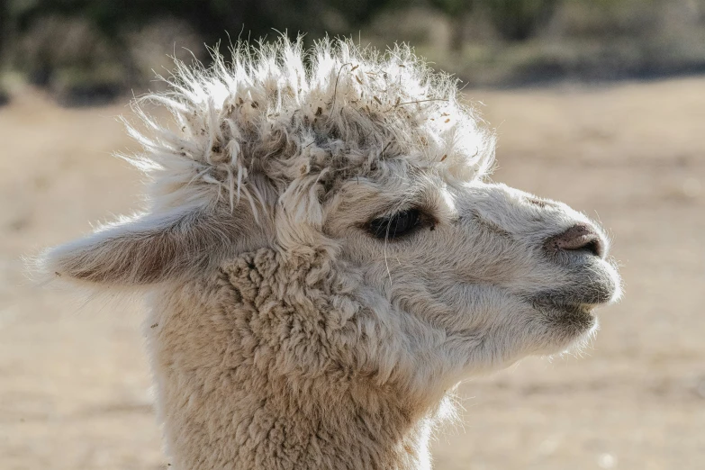 a white sheep is sitting in the middle of a field