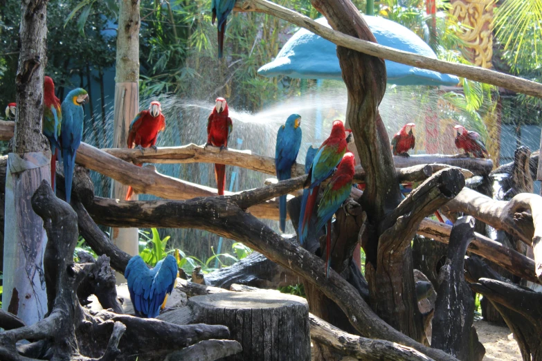 many colorful birds are on display at the zoo