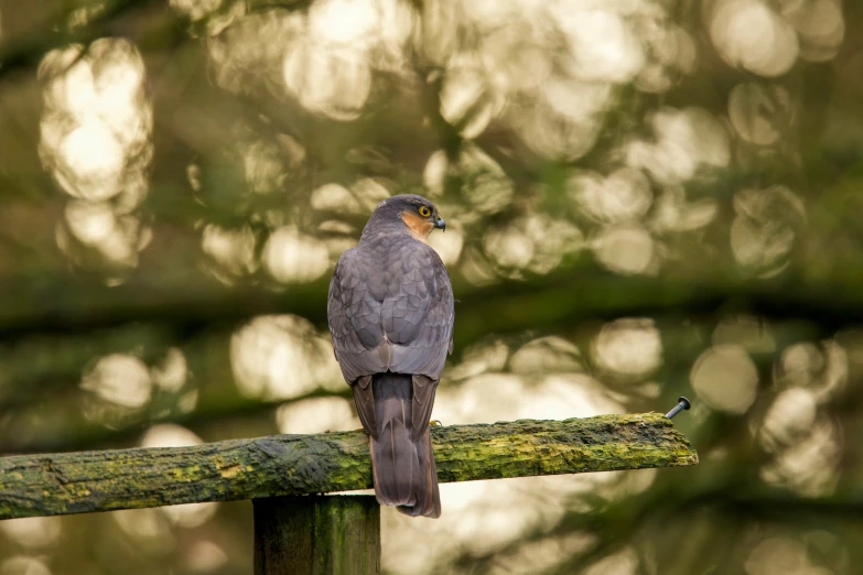 a bird is perched on a wooden railing