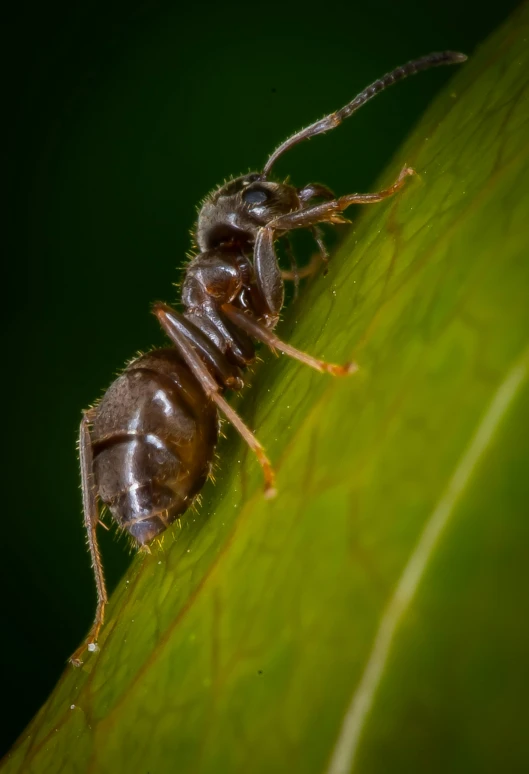 the insect is sitting on the edge of a leaf