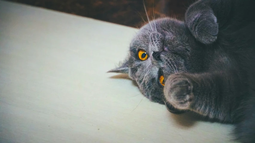 a grey cat staring intently to the side