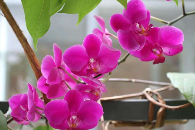 a close up view of purple orchids hanging on nches