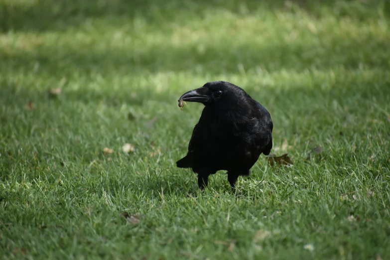 a black bird is standing in the grass