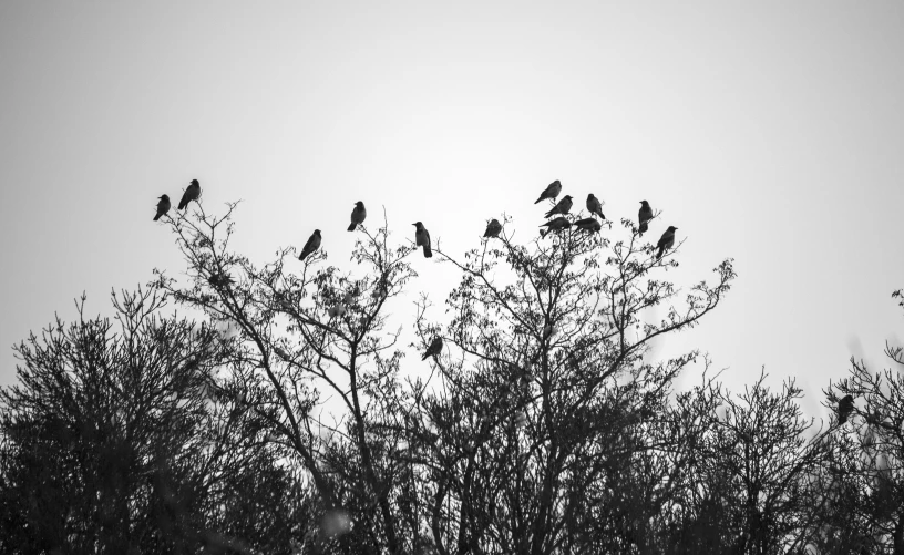 birds perched on top of some bare trees