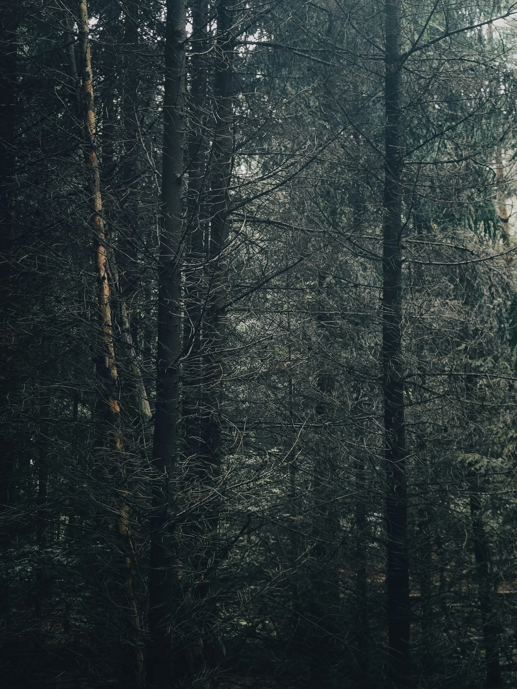 a picture of an old forest with only one person walking