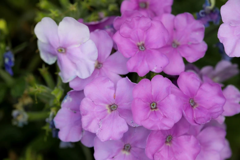 several flowers blooming in the garden on a sunny day