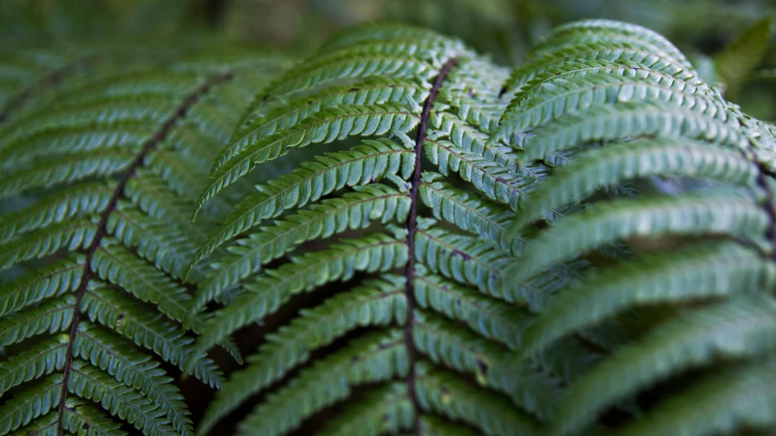 a close - up of a green leaf that looks like the leaves are growing