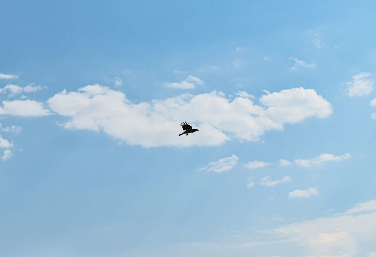 an image of bird flying high in the sky