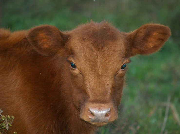 a brown calf stares into the camera, with a field in the background