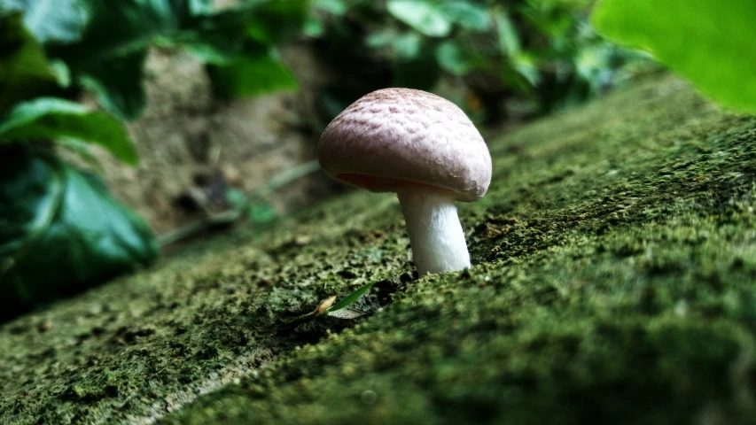 a small mushroom with white cap and dark spots