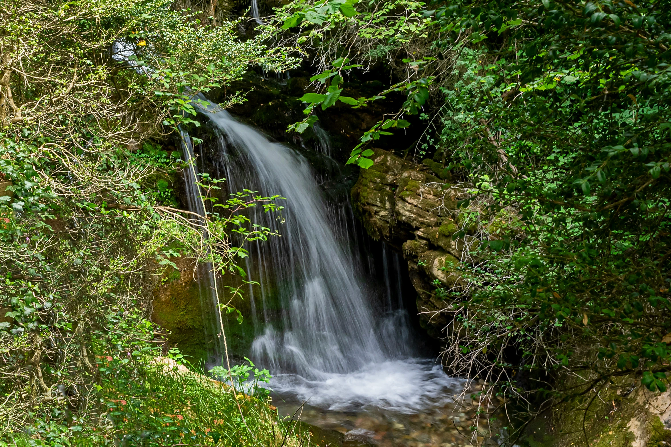 a waterfall is surrounded by green foliage and trees