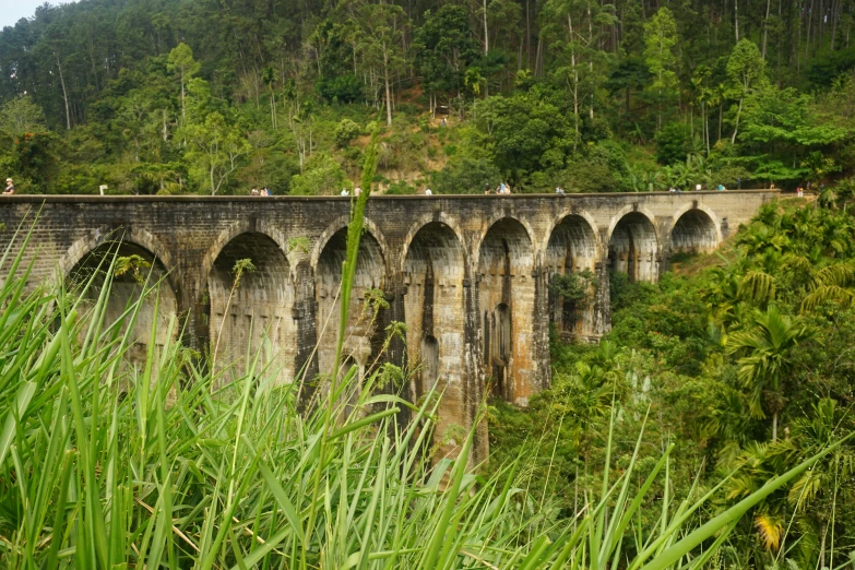 a bridge surrounded by tall green bushes in front of trees