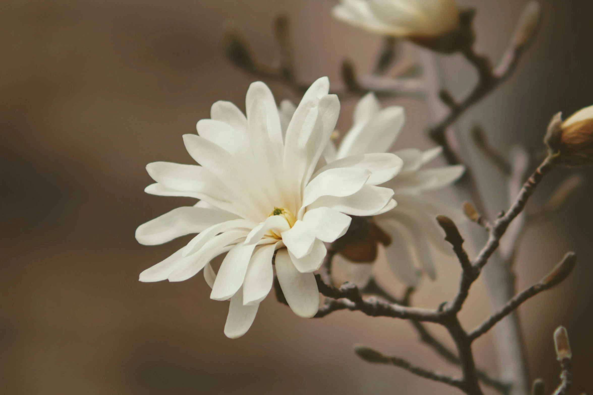 this po depicts two white flowers, one open in color