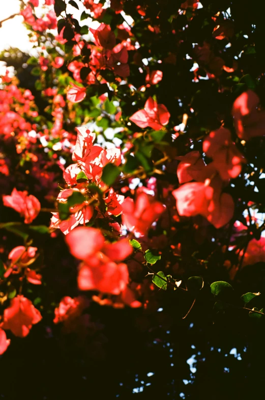 colorful flowers growing on a tree in the sun