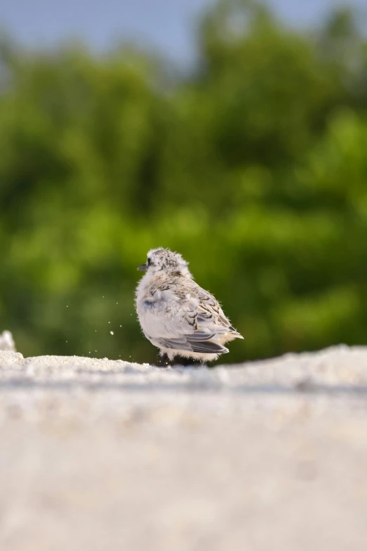 there is a small bird sitting on the sidewalk