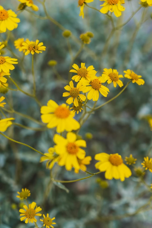 many bright yellow flowers grow by the water