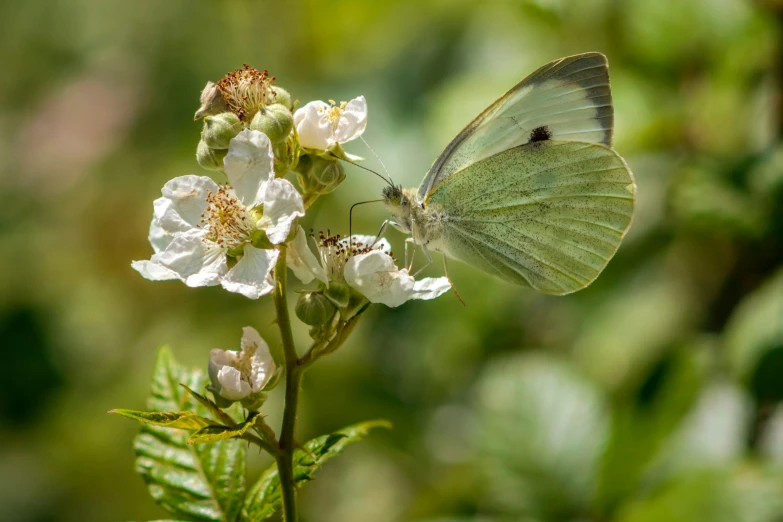 a erfly that is sitting on a flower