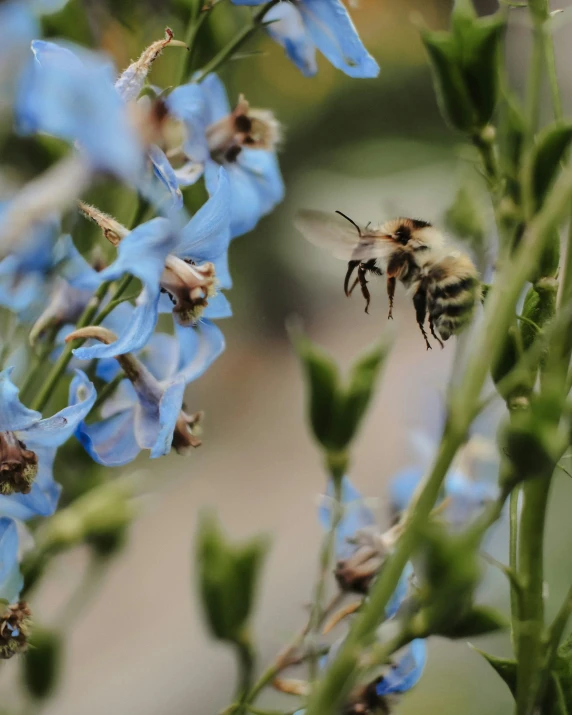 bees flying around blue flowers in the wild