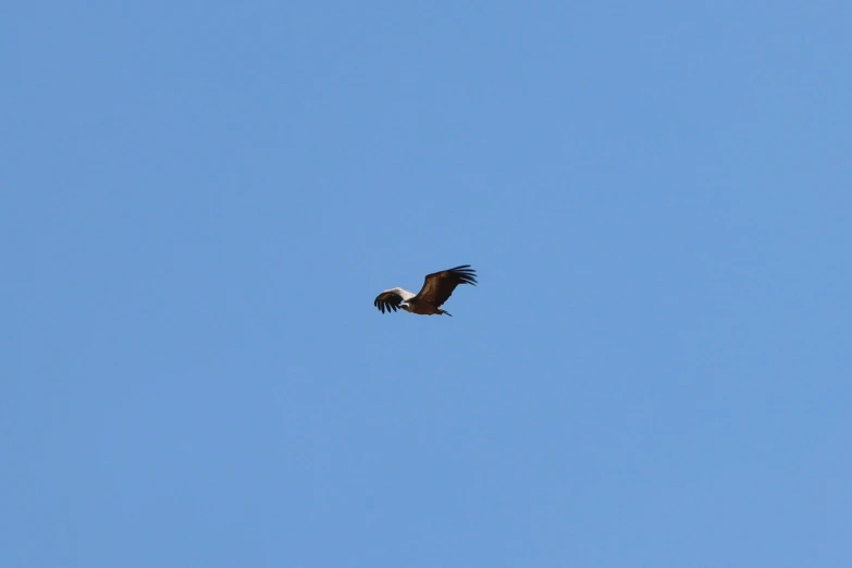 a bird flies through the blue sky while it appears to be a hawk