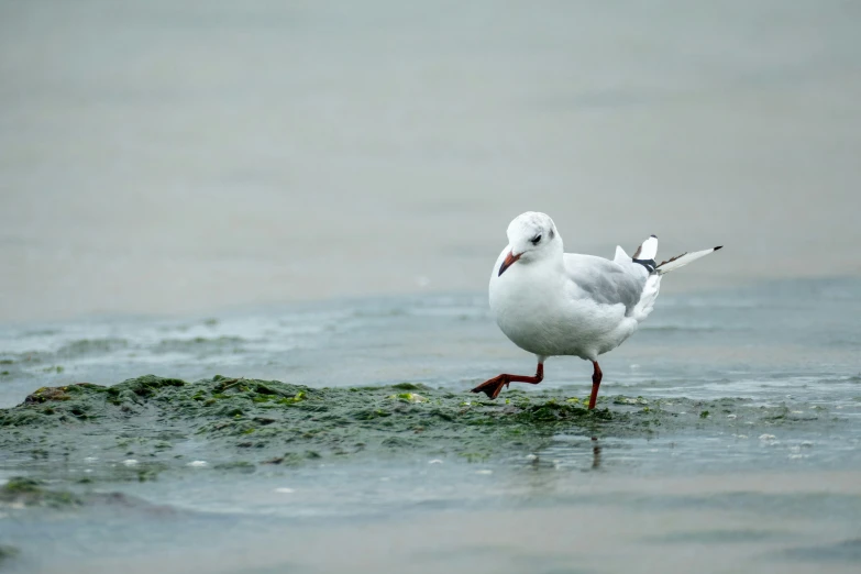 seagull standing in the shallow waters looking for food