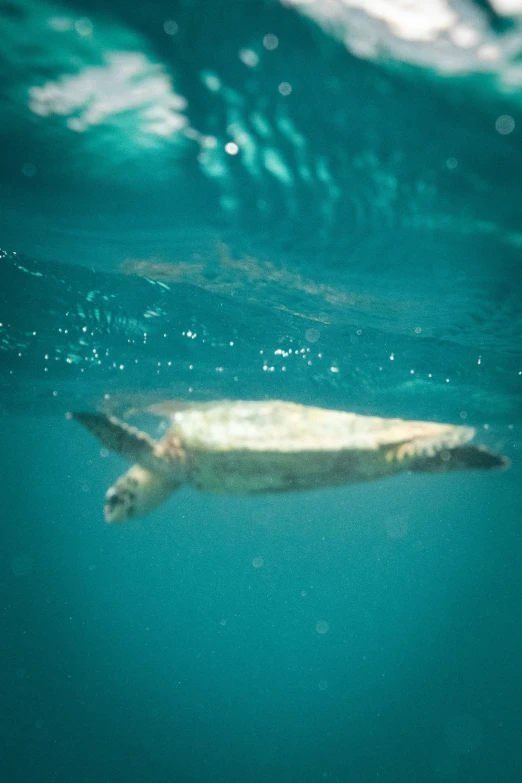 the turtle floats in water near a surface with bubbles