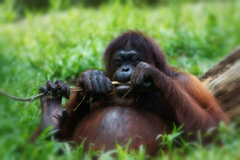 a monkey is laying in the grass holding a stick