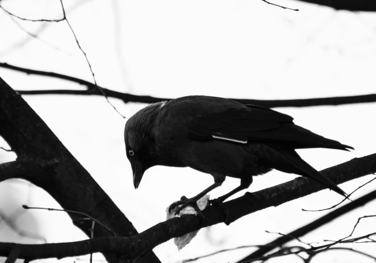 a black bird perched on top of a tree nch