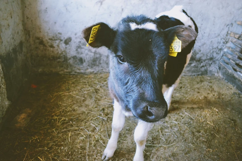 a cow with a tagged ear looks directly at the camera