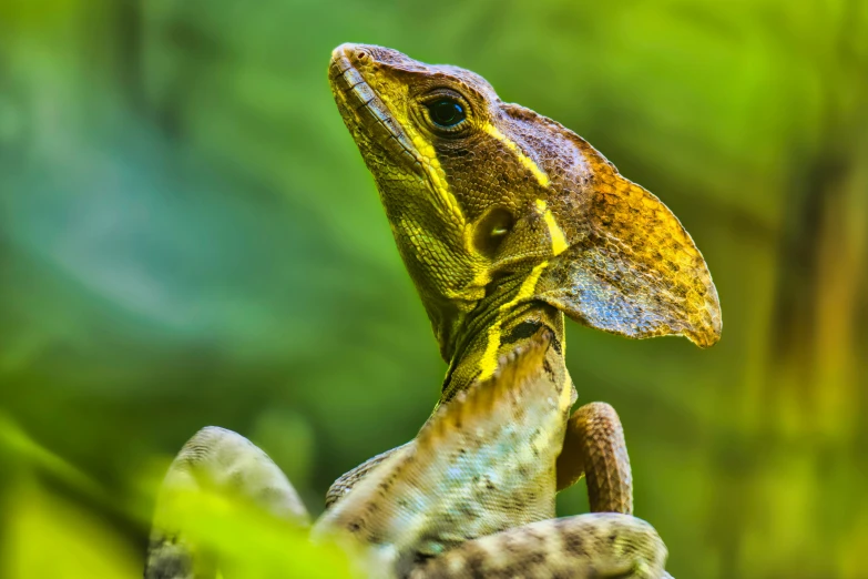 a yellow and blue lizard is on the nch