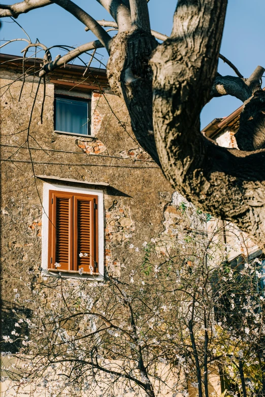 an open window next to a tree with leaves on it