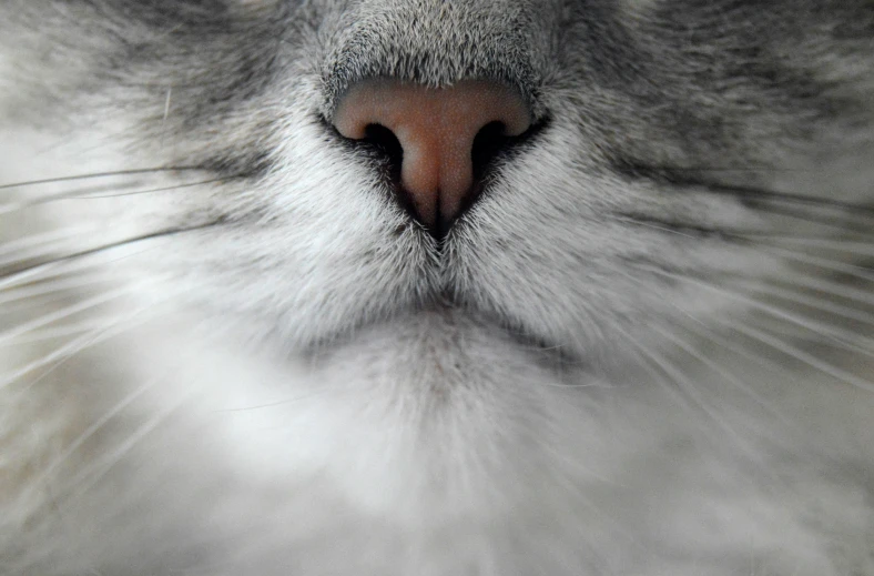 close up of the nose and shoulders of a grey cat