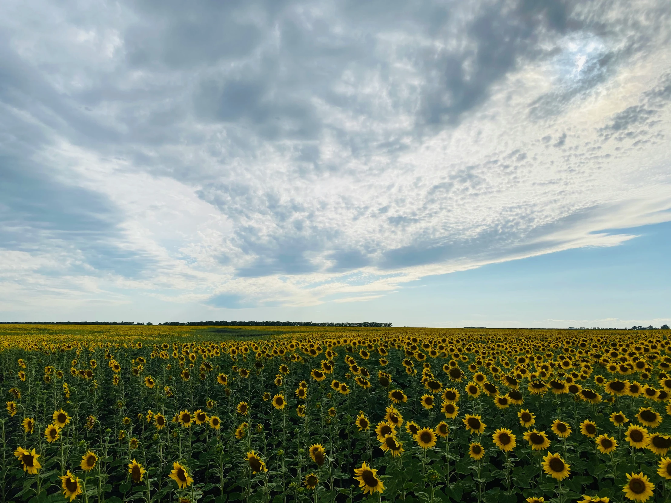 a sunflower field in the middle of a sunny day