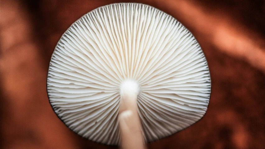 the underside of a mushroom is shown