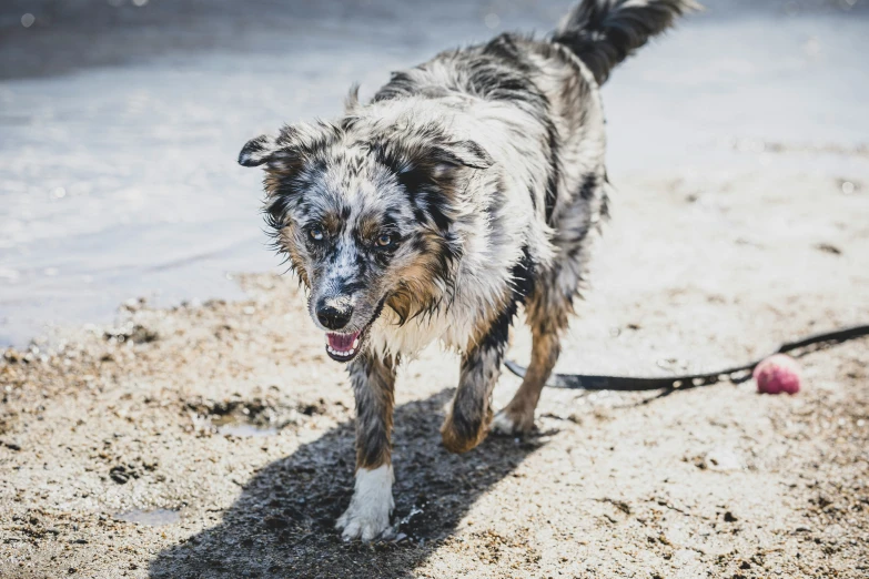 a dirty dog is walking on the beach