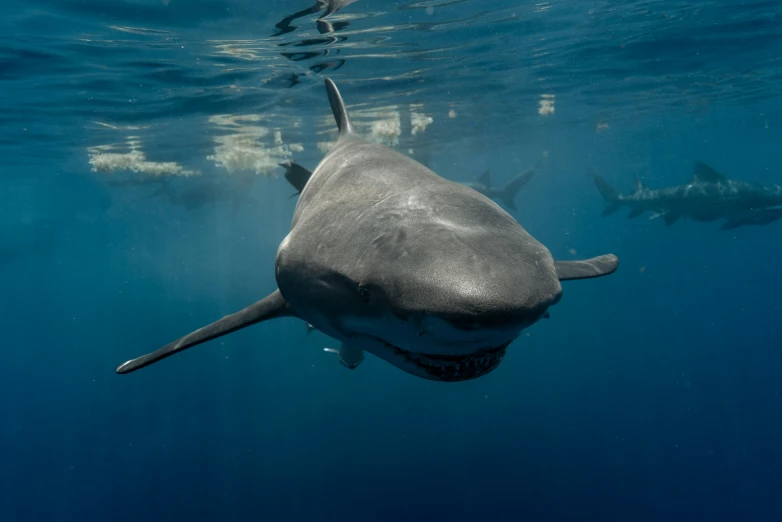 an adult gray reef shark swims near a camera