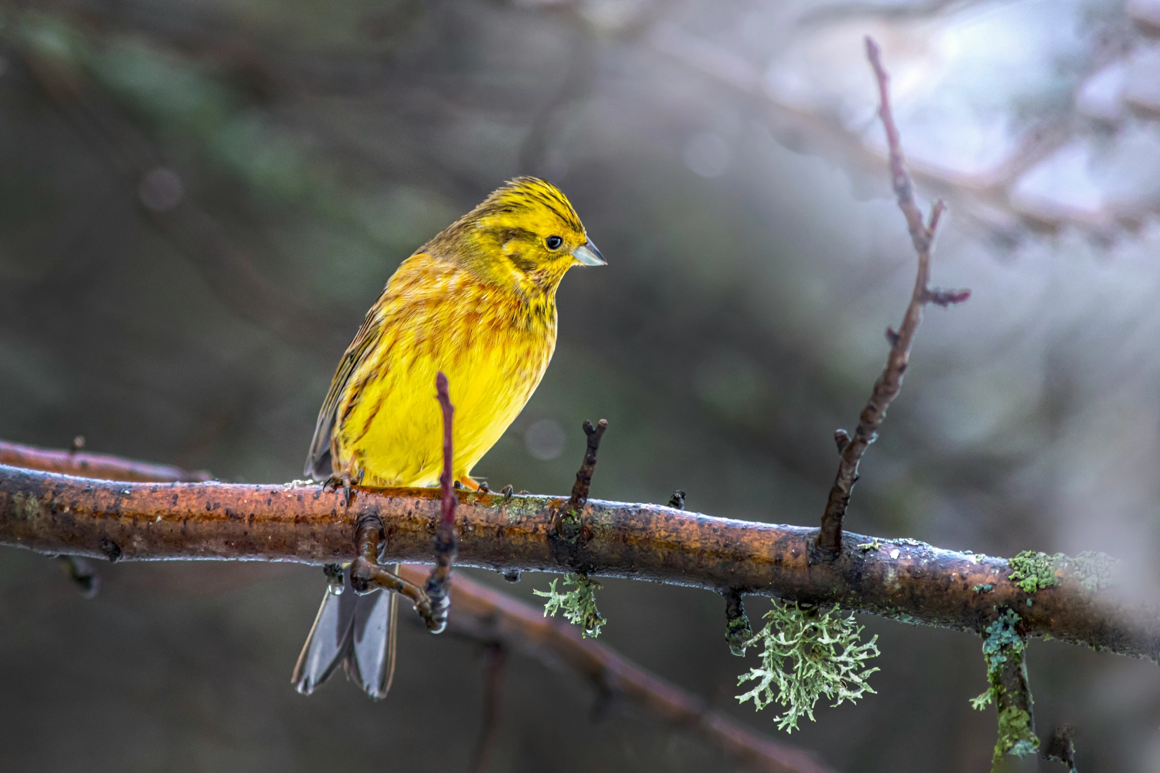 yellow and gray bird perched on nch during winter