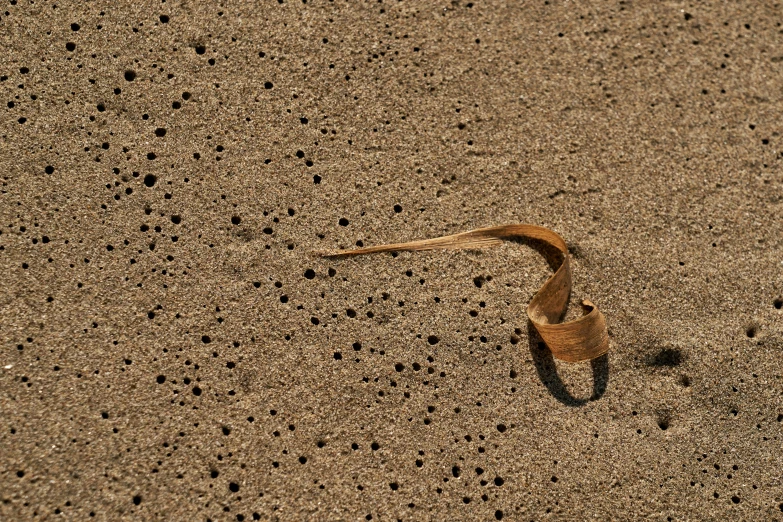 a snake is running across the dirt ground