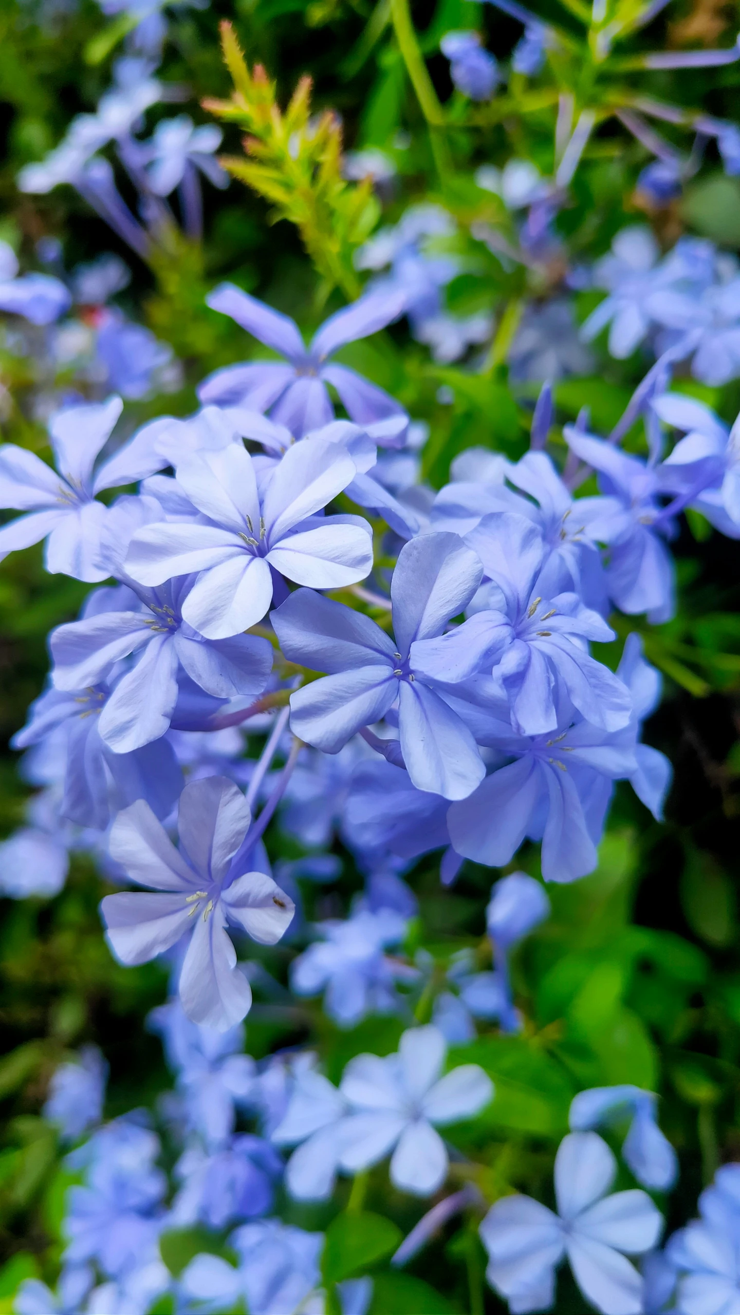 blue flowers with green leaves all around them