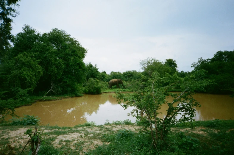 an elephant in the distance grazing on trees