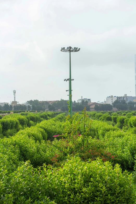 the street lamp is on and there are many bushes